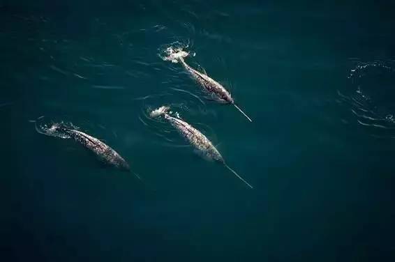 四川成都海洋馆地址_成都海洋馆视频大全_成都海洋馆