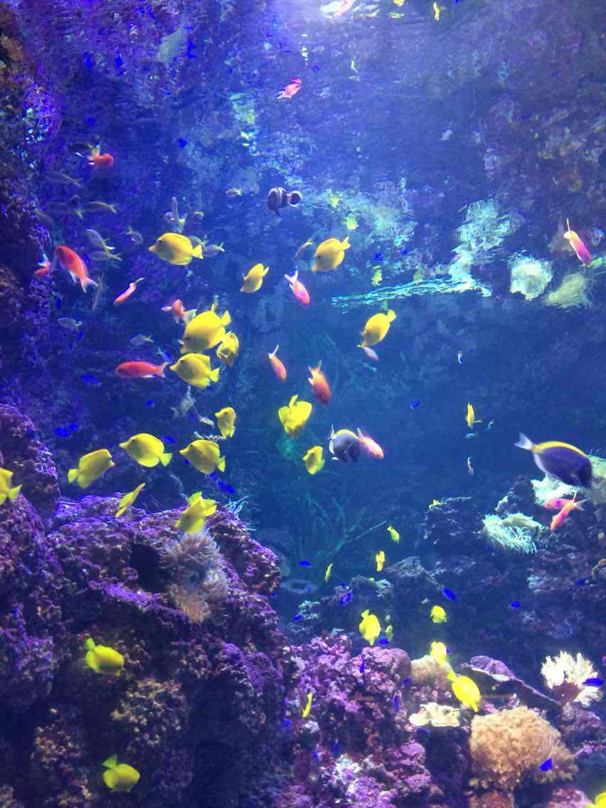水族馆手机游戏_水族馆小游戏_水族馆游戏