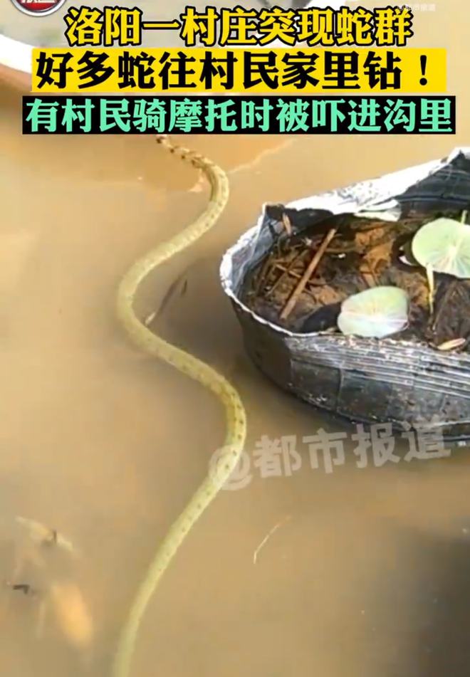 赛尔号精灵大作战礼包_勇者大作战应用宝礼包_蛇蛇大作战q群礼包卡号