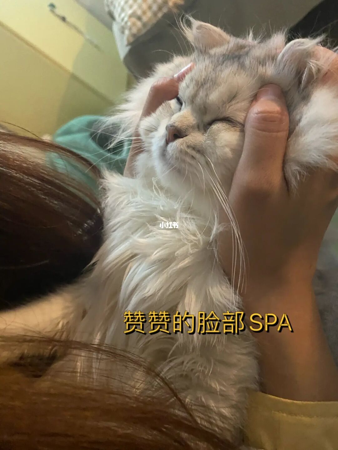 微博猫是什么意思_微博猫猫表情包_12猫看板微博