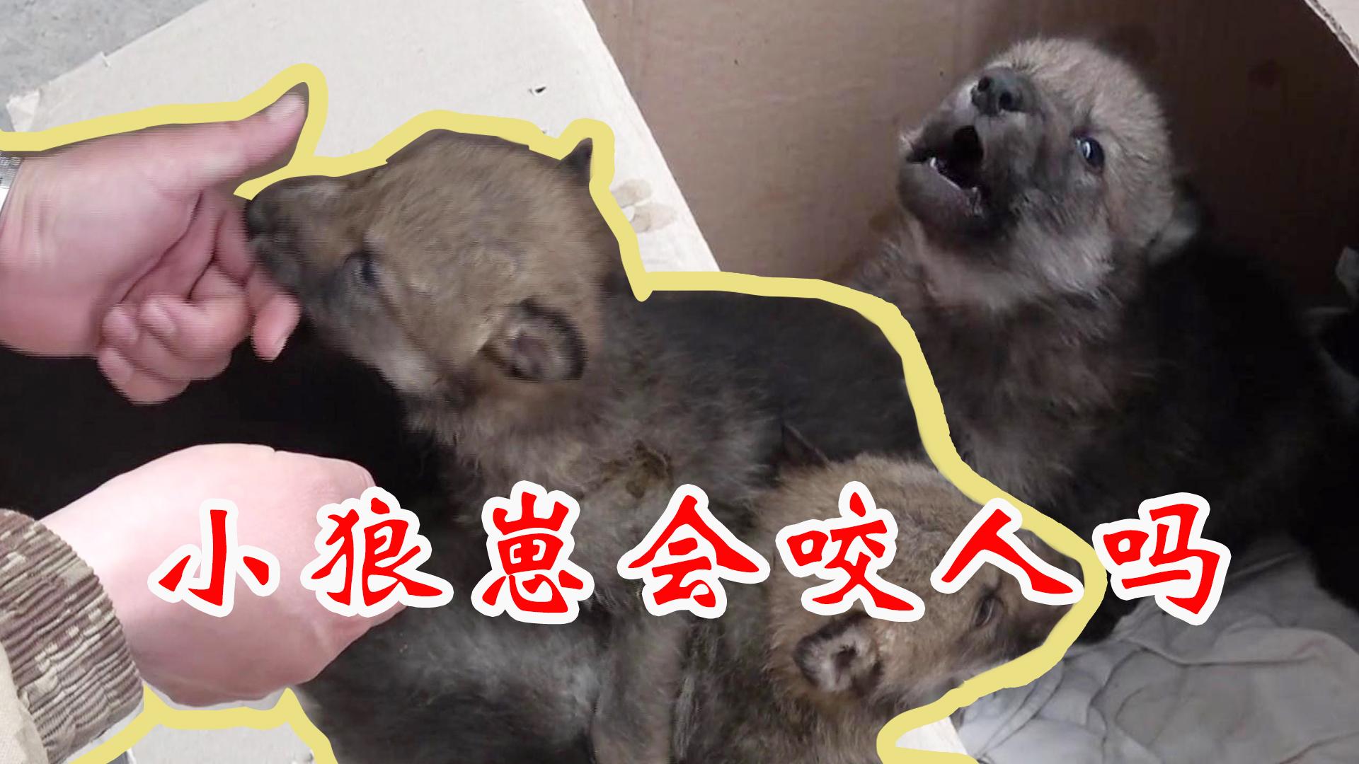 妹子说无聊怎么回复_别人说你是个狼人你怎么回复_说好做彼此天使神回复