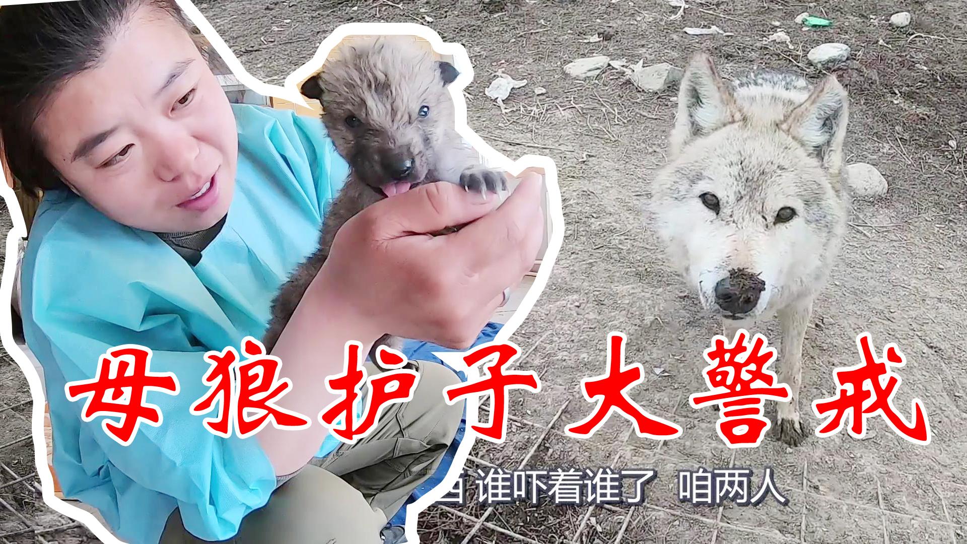 妹子说无聊怎么回复_说好做彼此天使神回复_别人说你是个狼人你怎么回复