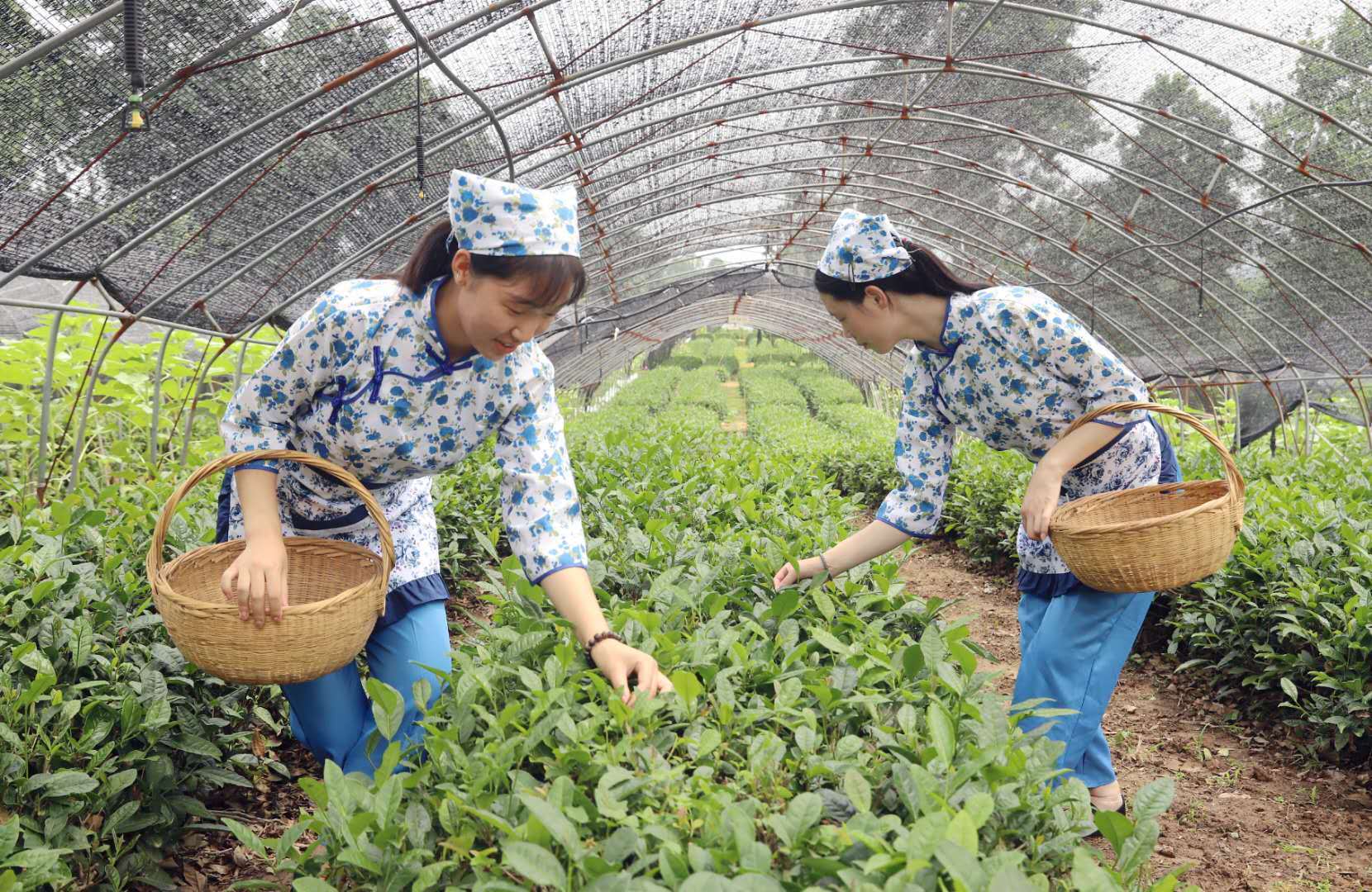 二八杠游戏平台_游戏茶园1_游戏茶园出来半天才开杠