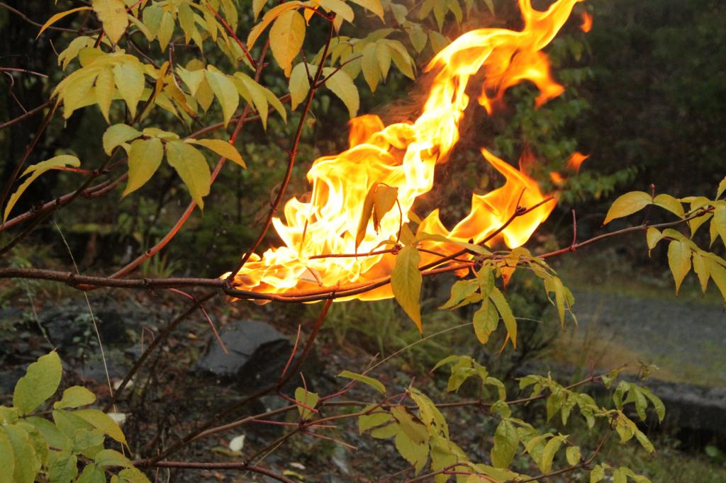 森林冰火人4双人版_冰火战士双人无敌版_森林冰火人中文版无敌版