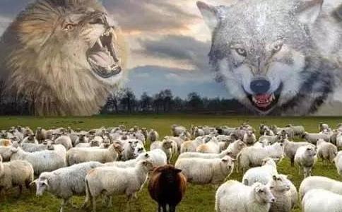 狼人说是回复什么意思_别人说你是个狼人你怎么回复_说我是狼人怎么回复