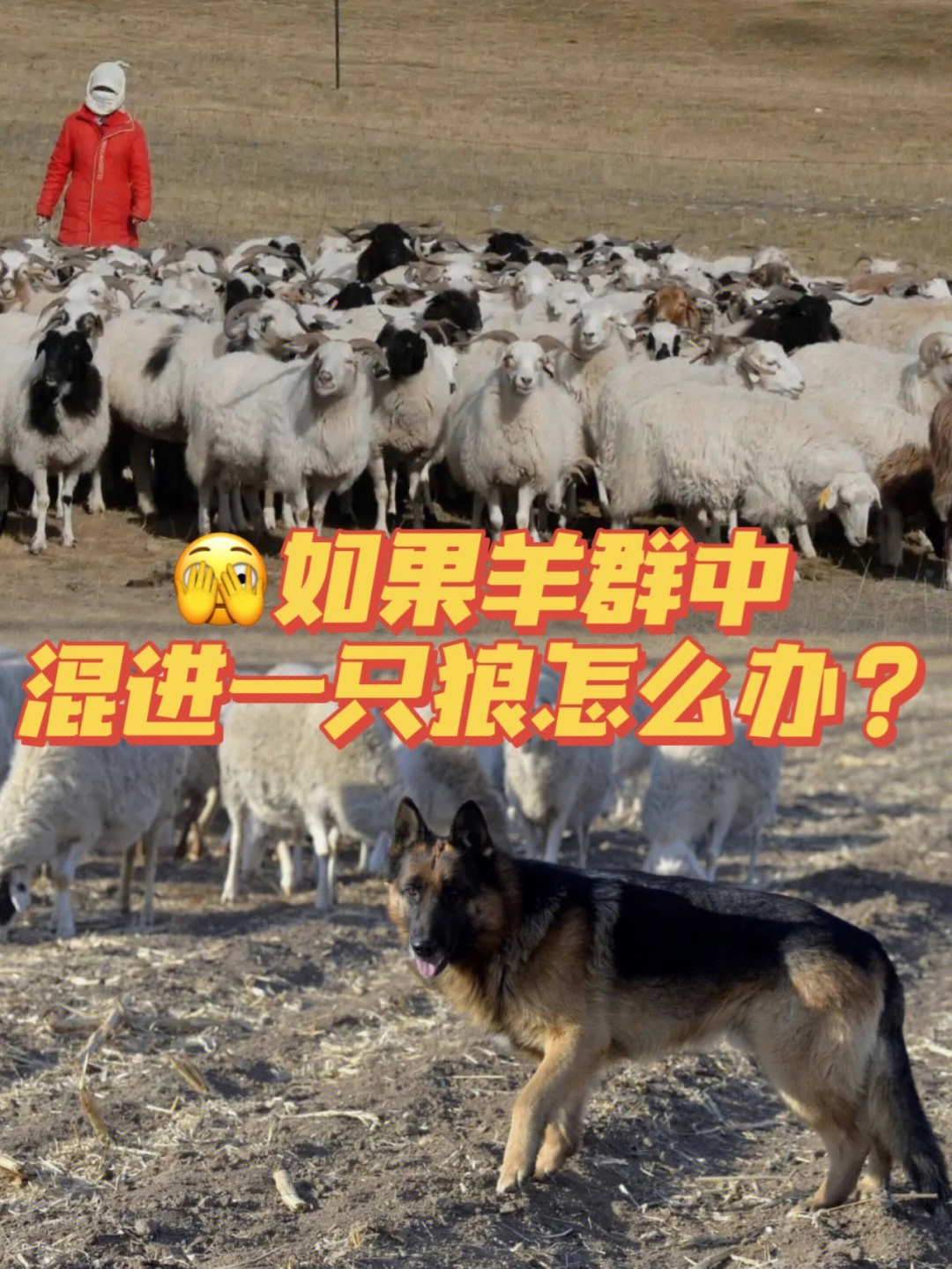 别人说你是个狼人你怎么回复_狼人说是回复什么意思_说我是狼人怎么回复