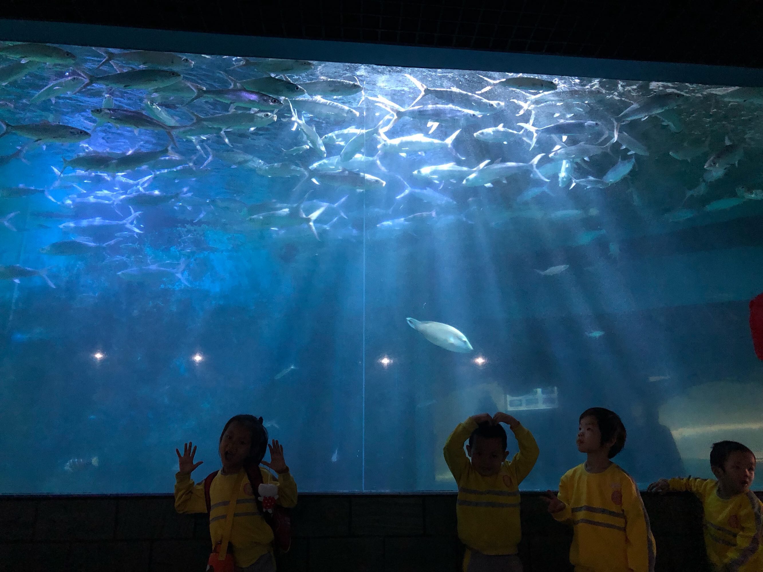 海洋水族箱游戏_海洋水族馆游戏xiazai_海洋水族馆攻略