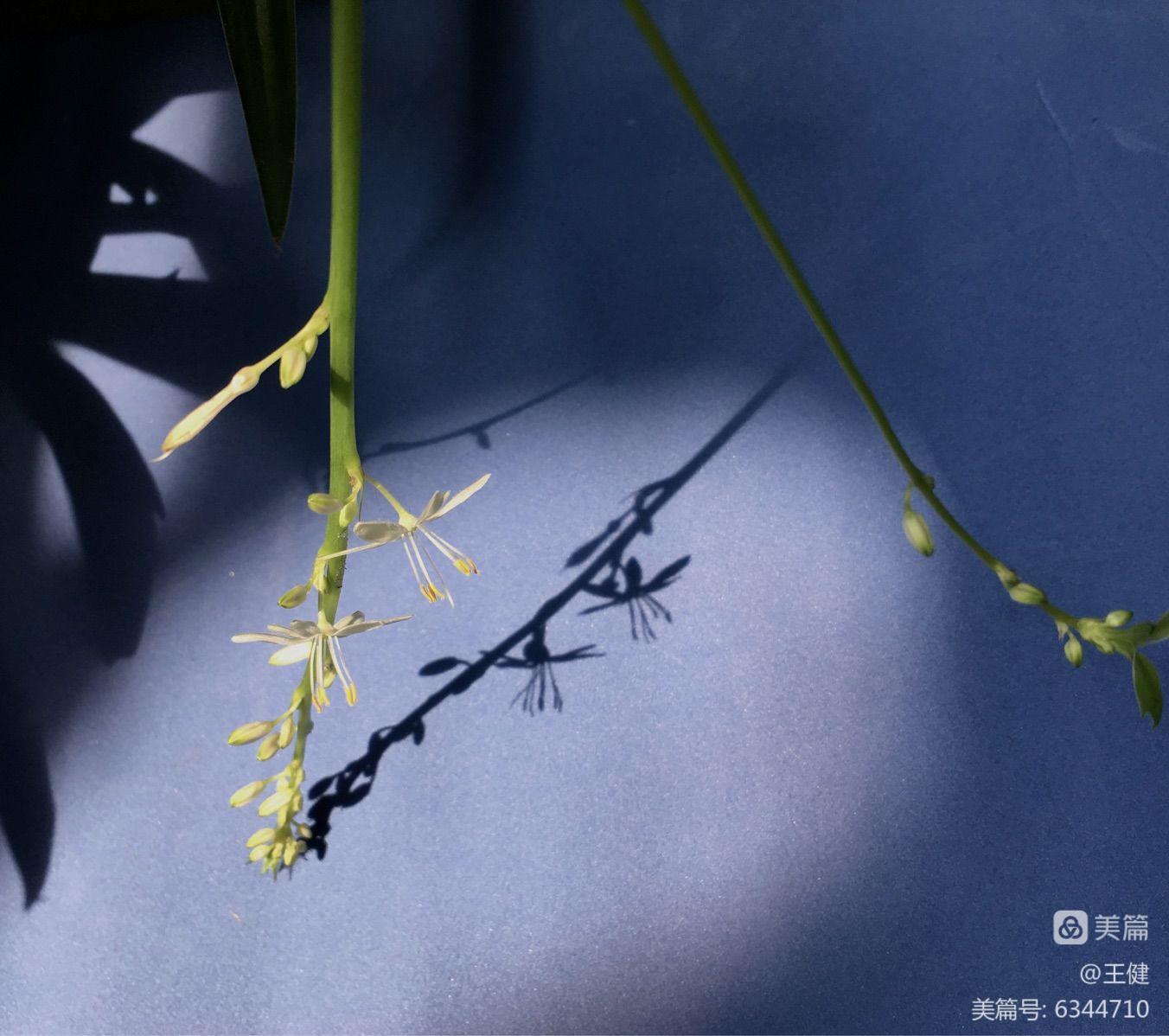 魅影幽兰技能搭配_魅影幽兰_魅影幽兰怎么获得