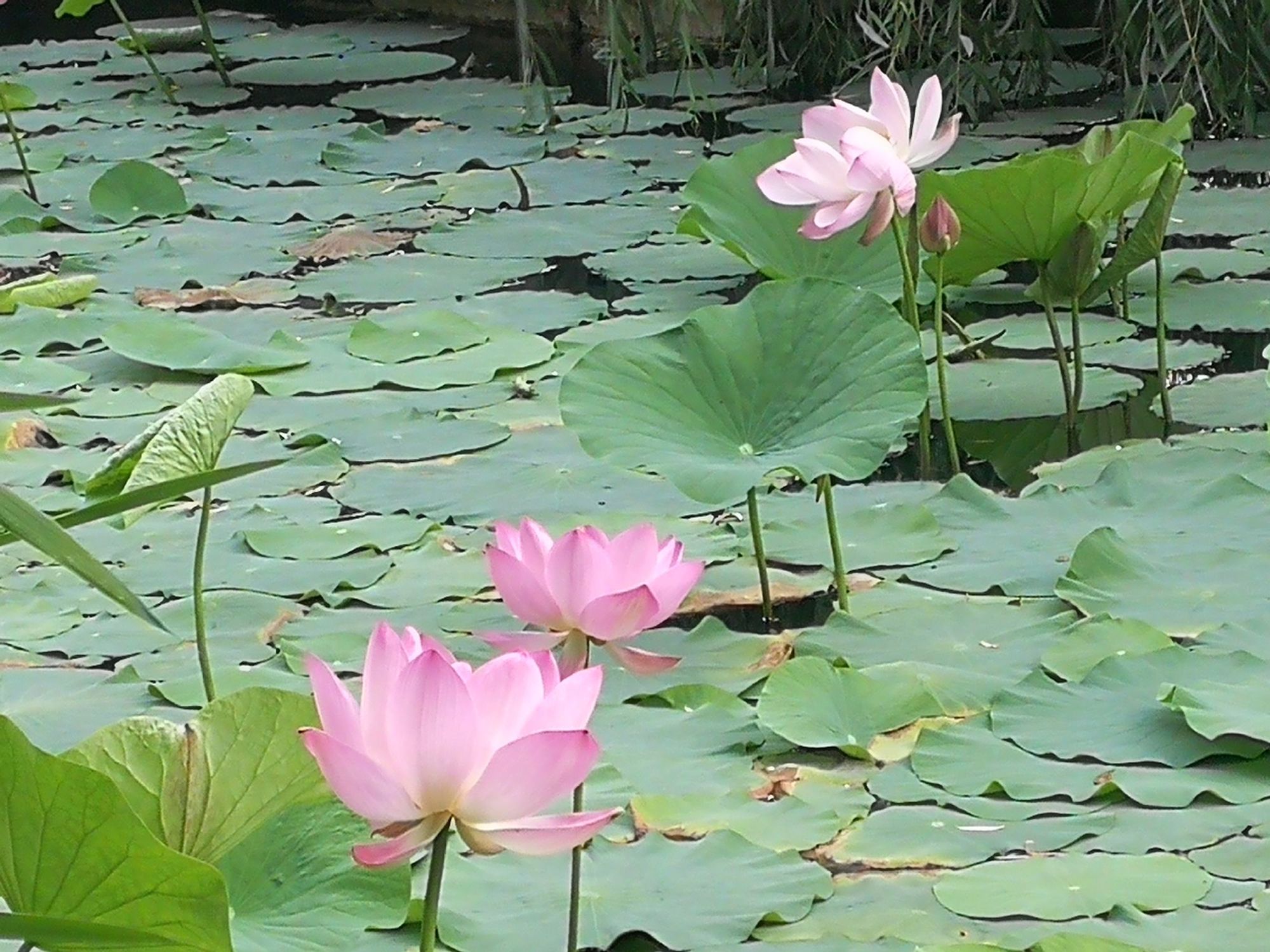 清兰：阳光微风，碧草轻拂