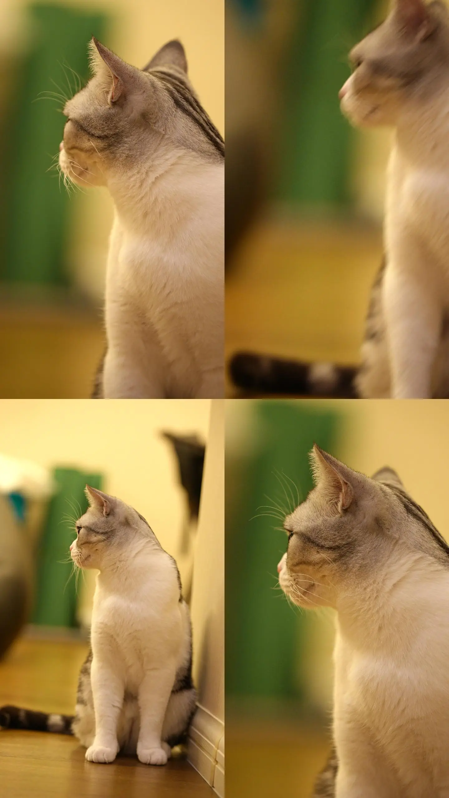 我的汤姆猫免费下载_编程猫免费下载_快猫免费下载
