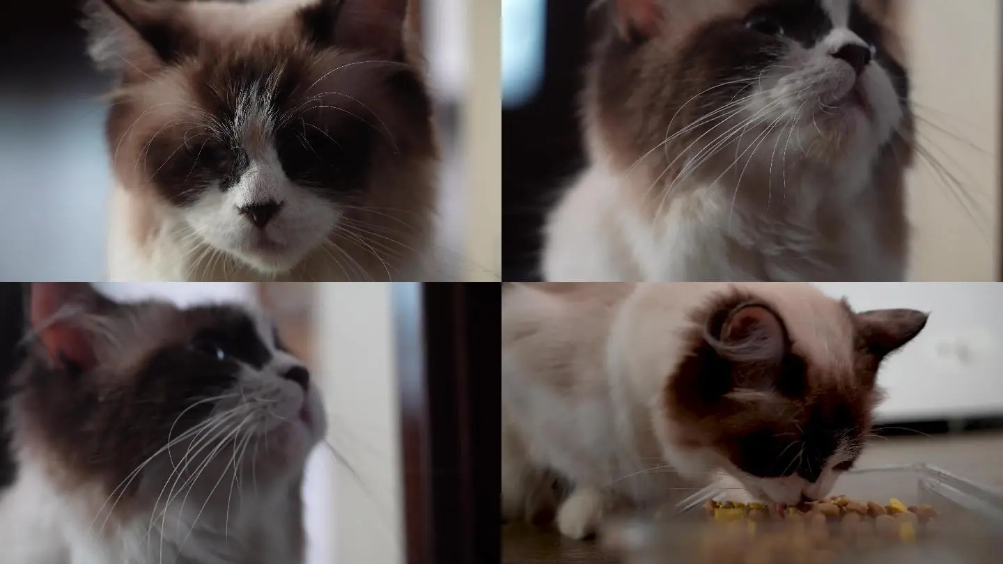我的汤姆猫免费下载_编程猫免费下载_快猫免费下载