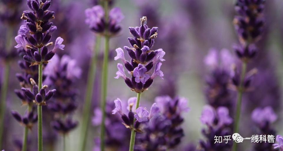 薰衣草实验研究隐藏入口_薰衣草实验研究隐藏入口_薰衣草实验研究隐藏入口