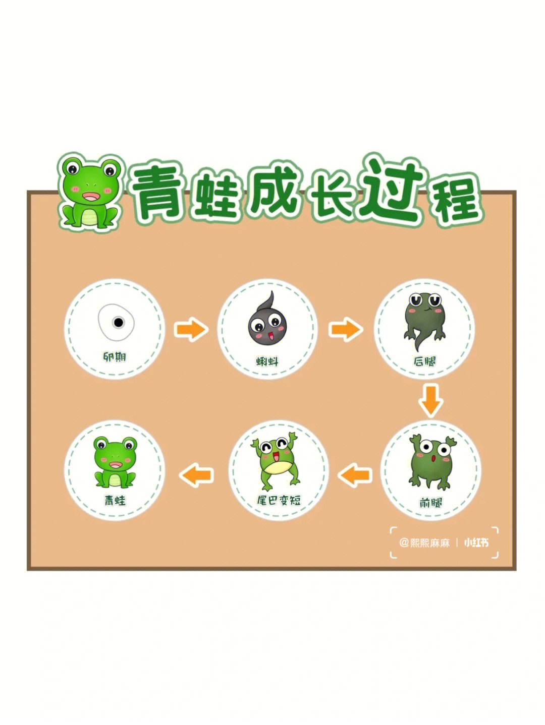 小蝌蚪视频免费看_小蝌蚪视频免费看_小蝌蚪视频免费看