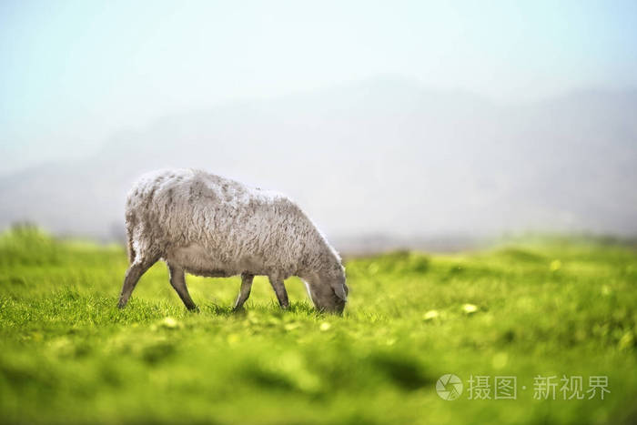 牧夫座_牧夫座_牧夫座