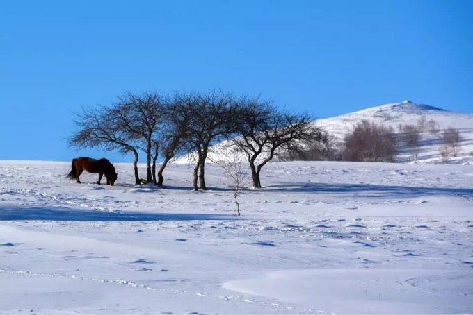雪橇车僵尸用什么植物打_雪橇车_雪橇车小队