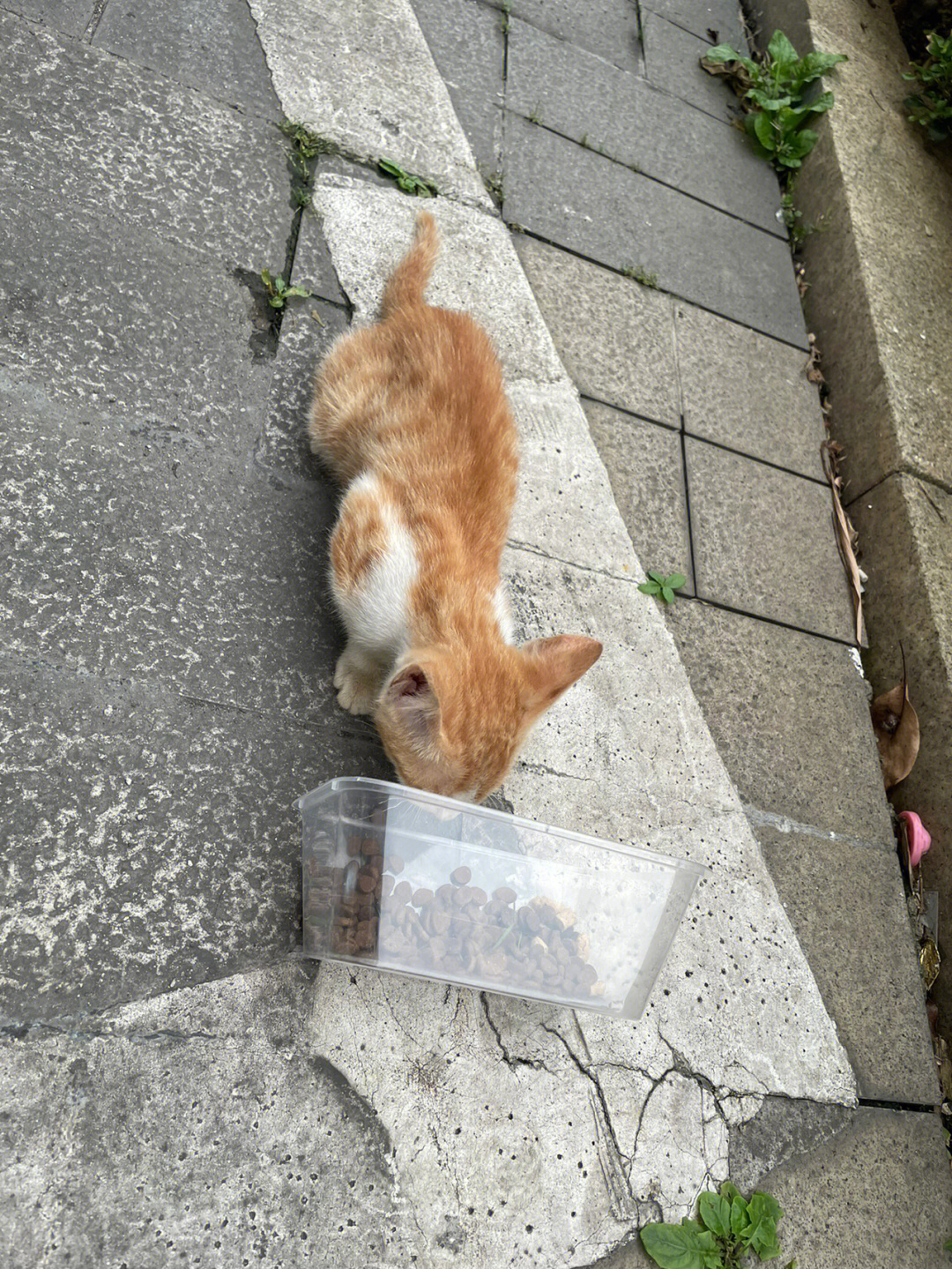 小猫咪小猫咪小猫_猫咪社_猫咪