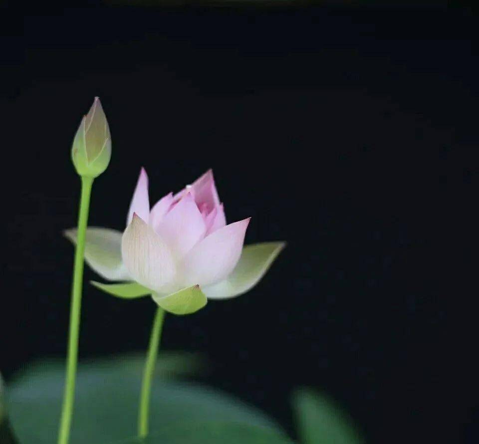 客花间_客花园_花客