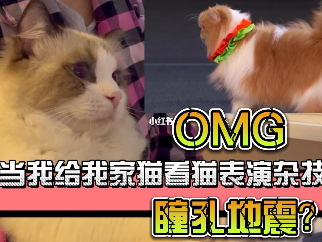 百变猫咪简单绘画_百变猫猫_百变猫咪秀