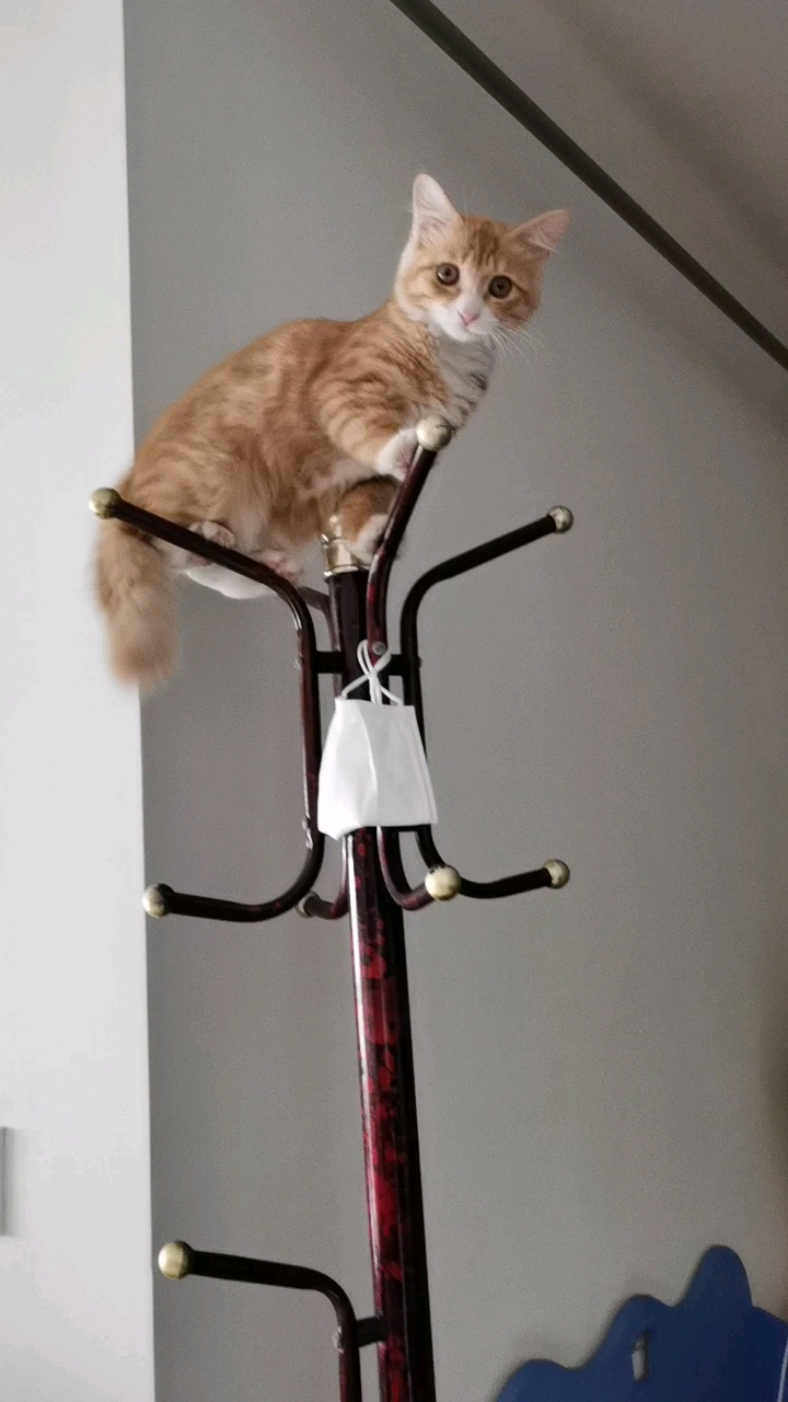 百变猫咪秀_百变猫咪简单绘画_百变猫猫