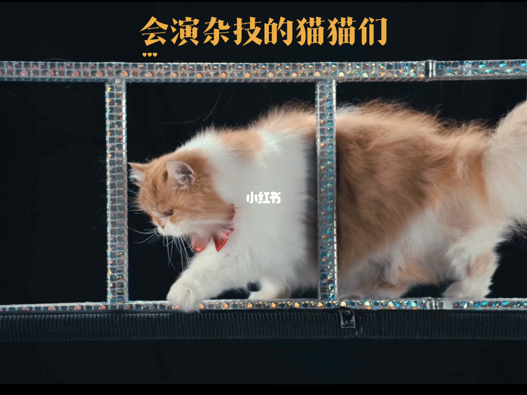 百变猫猫_百变猫咪秀_百变猫咪简单绘画