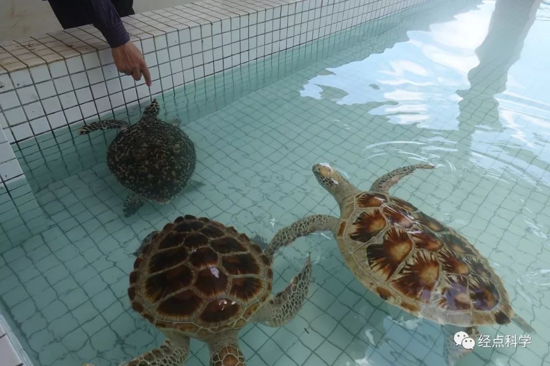 海龟能驯服吗_海龟捕猎_我的世界海龟怎么驯服