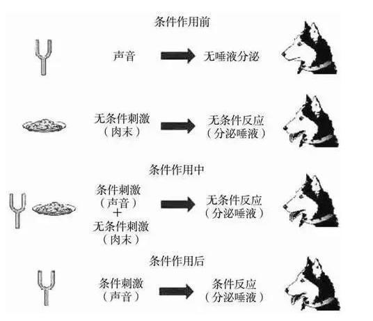 巴甫洛夫联想反射_巴浦洛夫条件反射_经典条件反射由前苏联心理学家巴浦洛夫发现