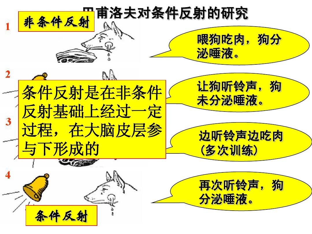 巴浦洛夫条件反射_经典条件反射由前苏联心理学家巴浦洛夫发现_巴甫洛夫联想反射