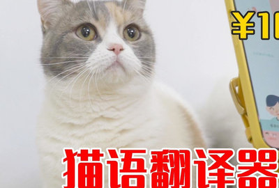 翻译猫猫叫声的软件_猫叫声翻译器_有没有翻译猫叫声的软件