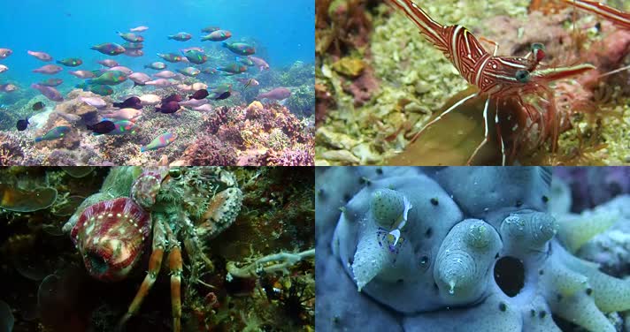 海绵宝宝小飞龙_蓝海绵飞龙_海绵宝宝的龙虾
