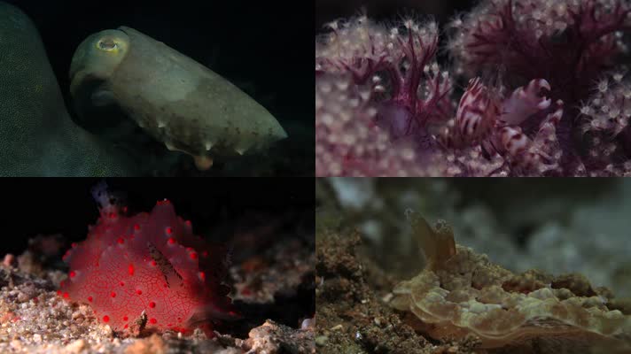 蓝海绵飞龙_海绵宝宝小飞龙_海绵宝宝的龙虾