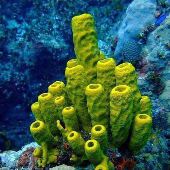 海绵宝宝小飞龙_蓝海绵飞龙_海绵宝宝的龙虾