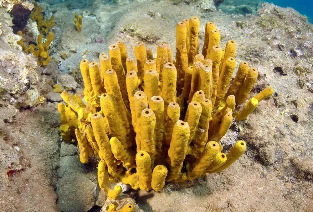 海绵宝宝的龙虾_海绵宝宝小飞龙_蓝海绵飞龙