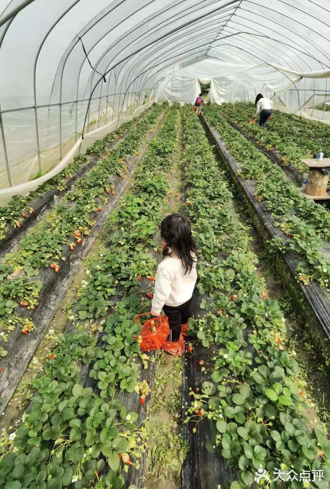 草莓情趣人的社区app_草莓约app下载_黑草莓帝国下载下载