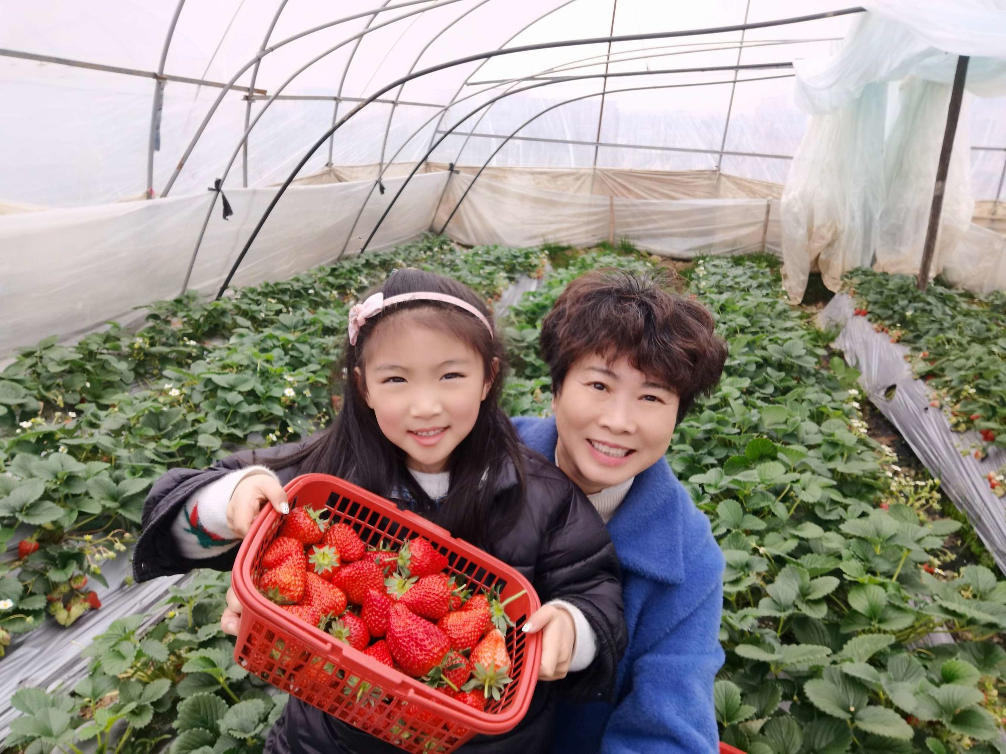 草莓约app下载_草莓情趣人的社区app_黑草莓帝国下载下载