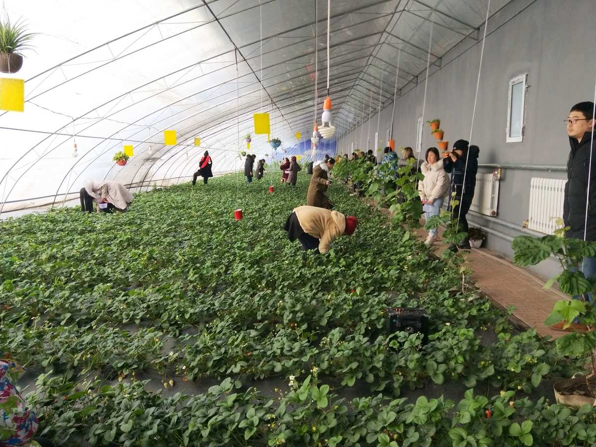 草莓约app下载_黑草莓帝国下载下载_草莓情趣人的社区app