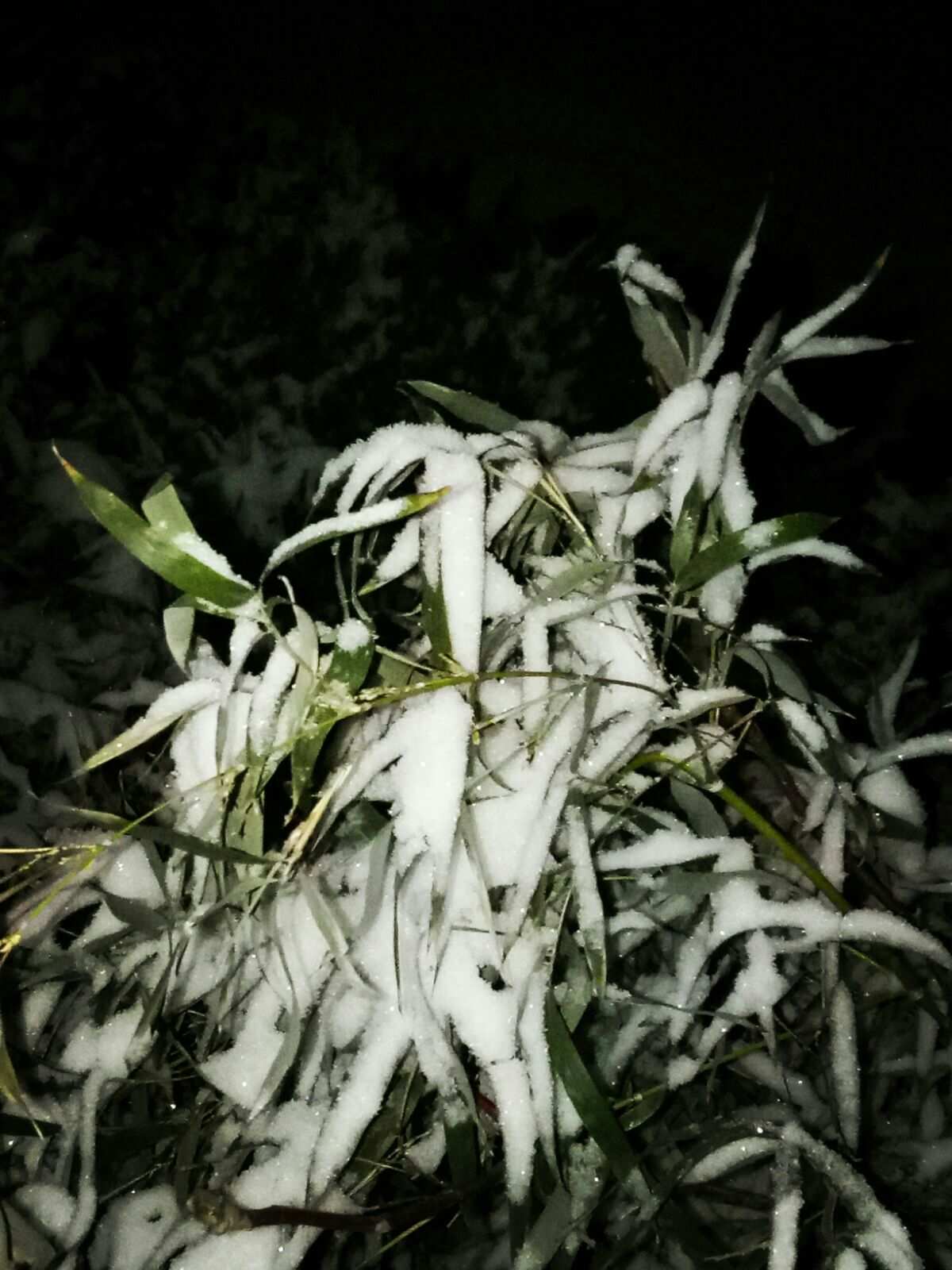 雪葬的星银_雪葬的星银_雪葬的星银