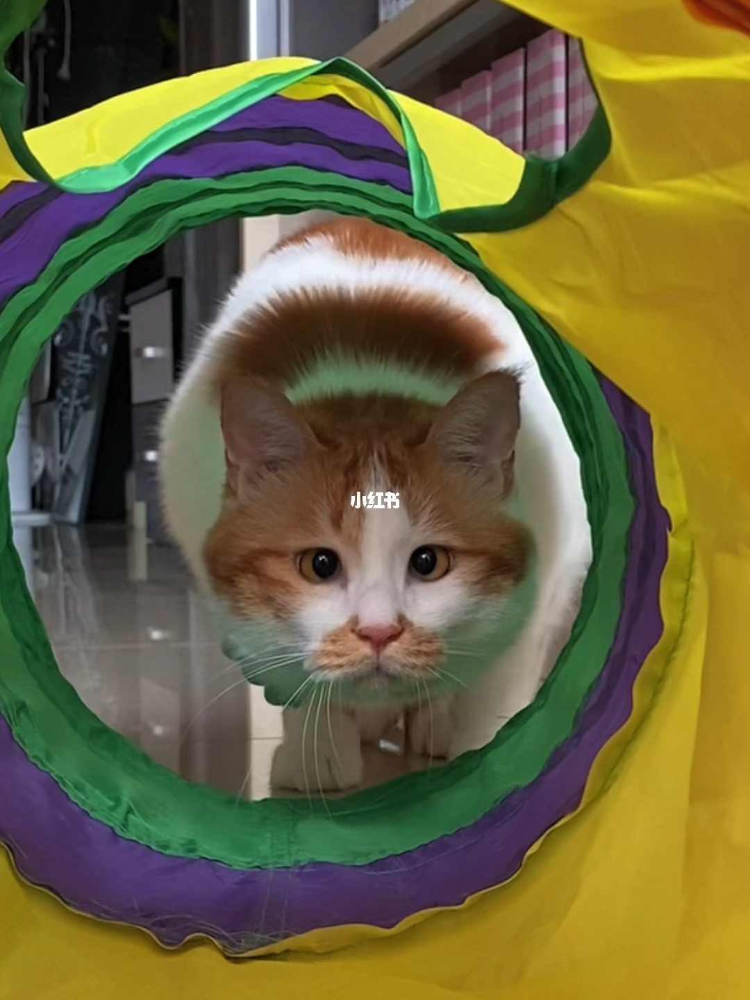躲猫猫游戏小说免费阅读_躲猫猫小游戏_躲猫猫游戏小浪和秀儿的游戏