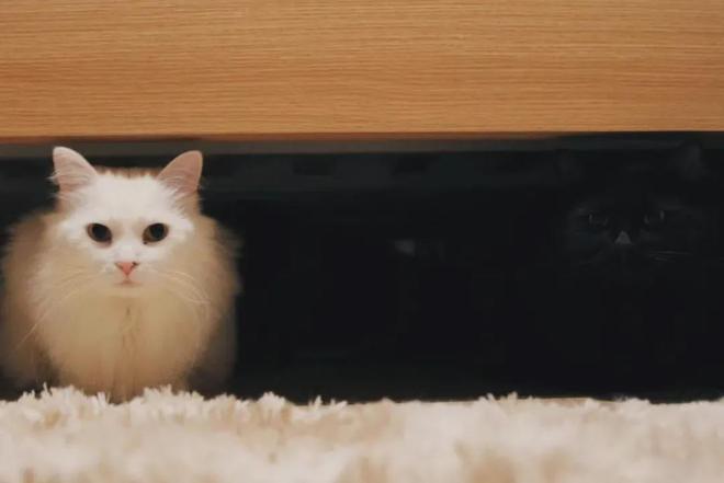 躲猫猫游戏小浪和秀儿的游戏_躲猫猫小游戏_躲猫猫游戏小说免费阅读