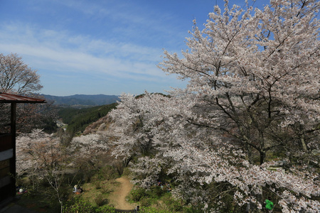 温泉乡游戏_温泉山庄游戏_温泉村手机游戏