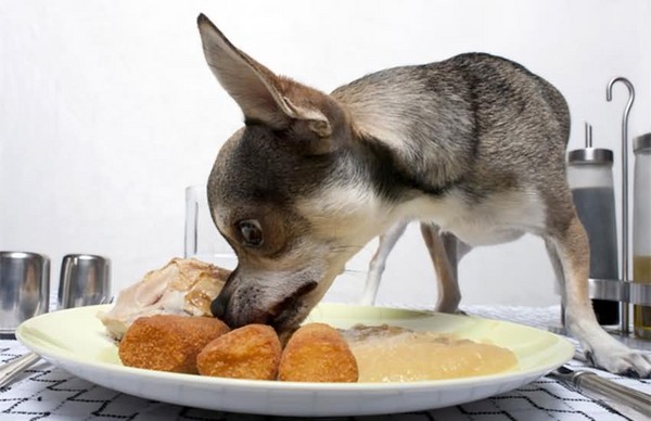 犬饲_犬饲_犬饲