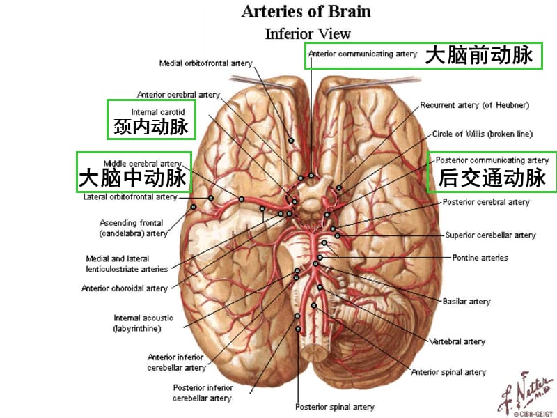 鹿角解-鹿角的神奇功效：增强免疫力、抗肿瘤，预防心脑血管疾病