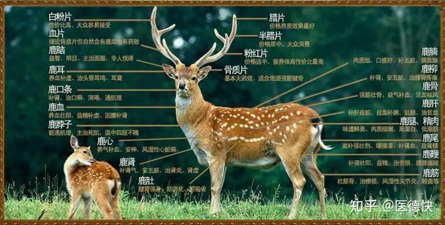 鹿角解_鹿角解怎么读_鹿角片和鹿角