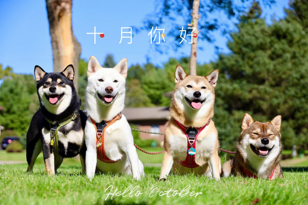 十月初八可以搬家吗_十月初八是什么星座_十月初八
