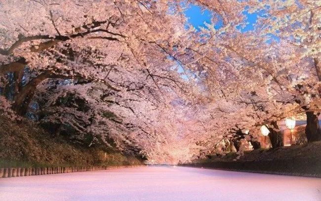 樱花之名游戏下载手机版_樱花游戏app_樱花樱花游戏