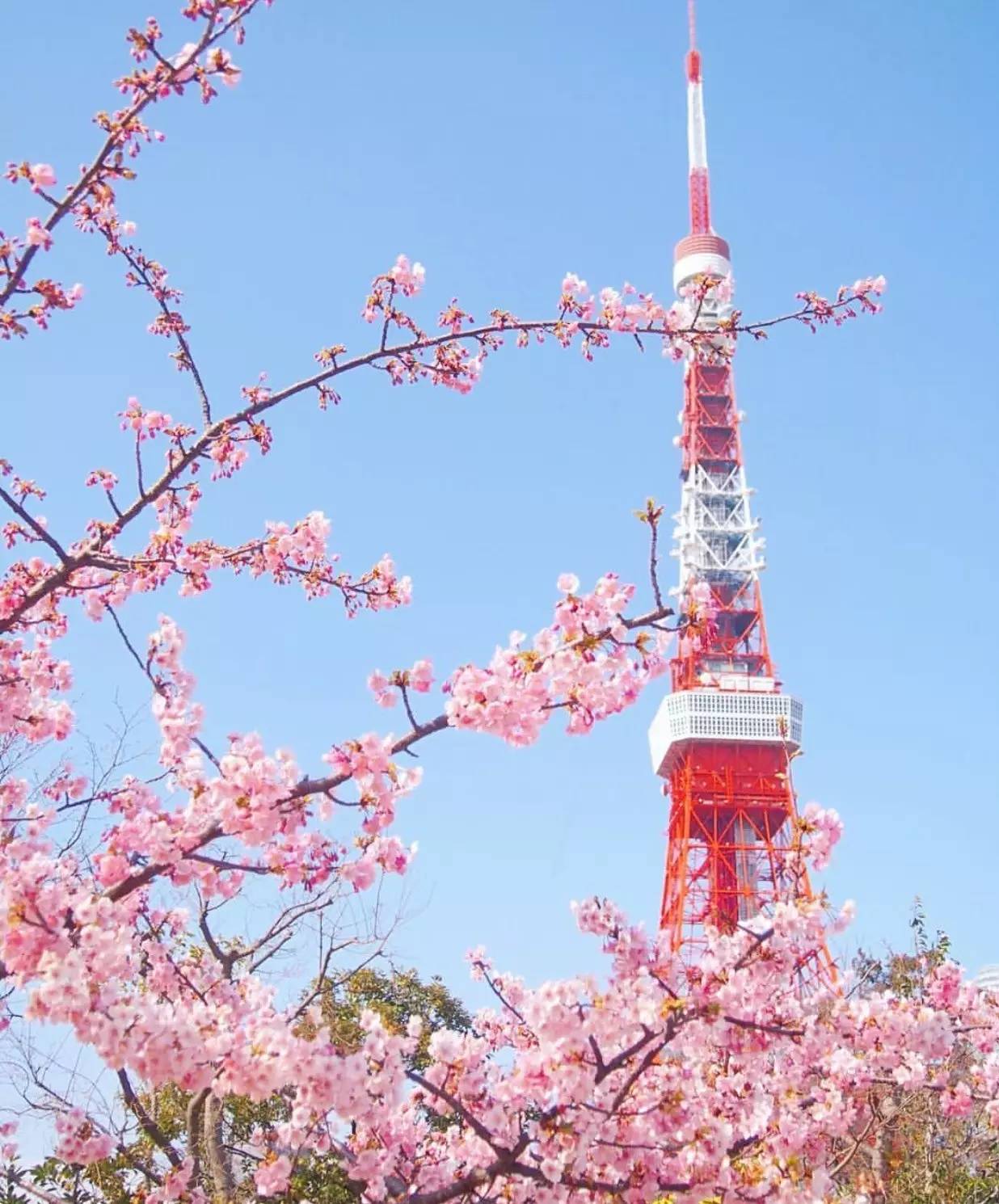 樱花樱花游戏_樱花之名游戏下载手机版_樱花游戏app