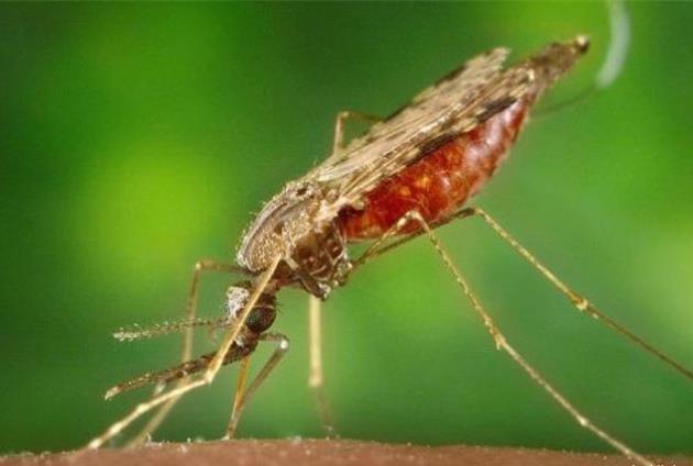 全国疟疾日-疟疾防不胜防？预防、治疗全攻略