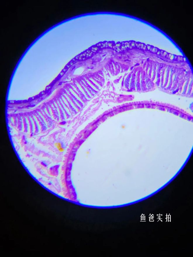 探寻海底的游戏_探寻海底_探索海底手机游戏