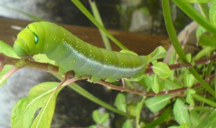 於菊虫_菊虫酯中毒_菊虫阴阳师值得培养吗