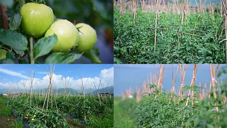 蔬菜主题手机游戏_蔬菜游戏大全_关于蔬菜的手机游戏
