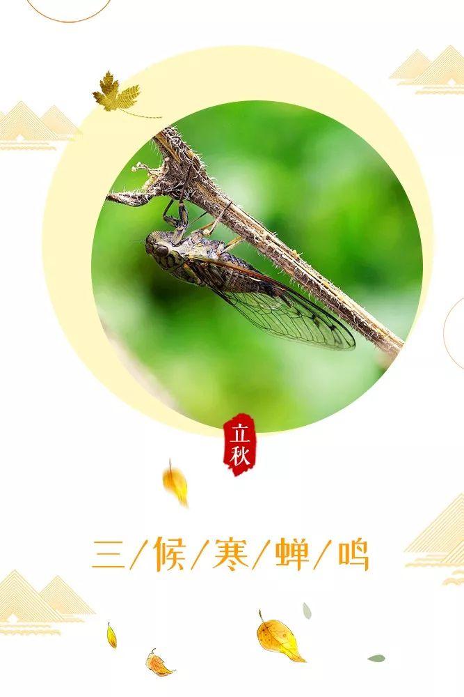 立秋三候_什么时候立秋_候立秋南阳